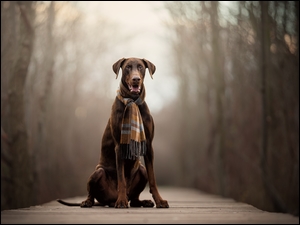 siedzący na kładce pies Doberman z kolorowym szalikiem