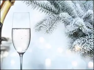 Szampan z kieliszkami i gałazkami świerku