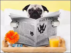 Buldog francuski z gazetą przy śniadaniu