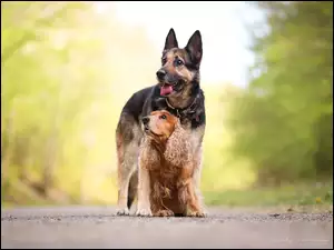 Owczarek niemiecki Cocker spaniel na drodze