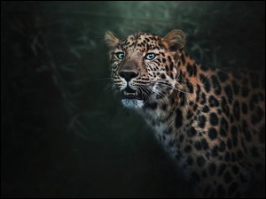 Leopard