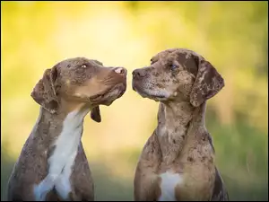 Dwa Catahoula leopard dog