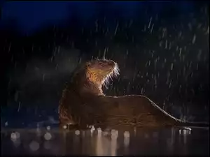 Wydra w nocnym deszczu