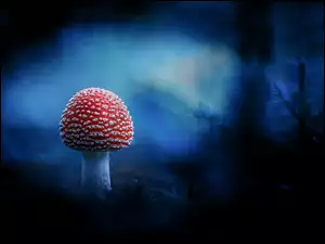 Muchomor na niebieskim tle Bokeh