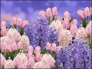 Tulipany i hiacynty