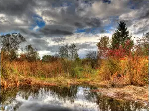 Drzewa, Odbicie, Bagna, Jesień