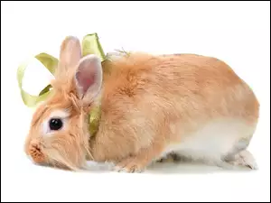 Królik