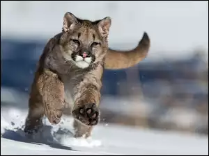 Biegnąca puma w śniegu