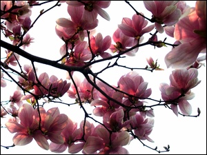 Gałąź, Różowa, Magnolia
