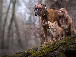 w doborowym towarzystwie Chihuahua i Spring spaniel oraz Bokser na leśnej polanie