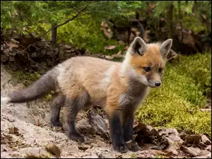 Młody, Słodki, Liście, Las, Lisek, Drzewa