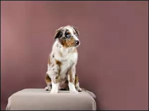 Owczarek australijski-australian shepherd
