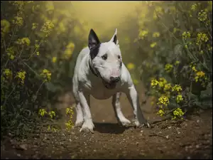 Bull terier na ścieżce