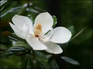 Magnolia