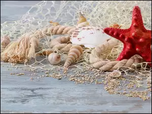 Rozgwiazda z muszelkami w siatce