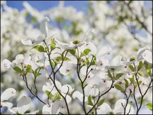 Białe kwiaty magnolii z liściami