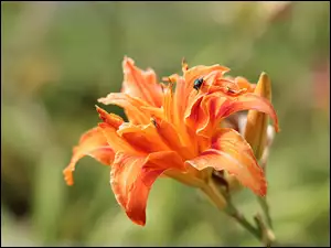 Mucha na liliowcu