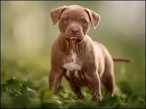 Szczeniak Pit Bull terrier