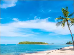 Morska plaża z palmami