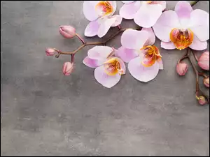 Różowa orchidea