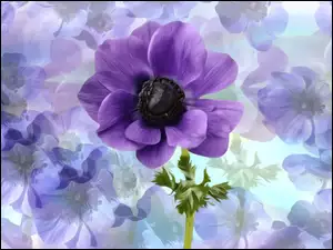 Zawilec z bliska na tle grafiki