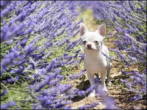 Chihuahua krótkowłosa w lawendzie