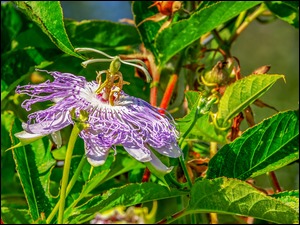 Passiflora z liściami