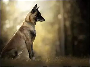 Owczarek belgijski Malinois w trawie