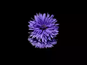 Samotny fioletowy aster
