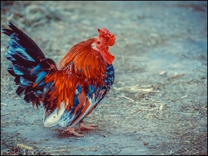 Kogut o barwnym upierzeniu