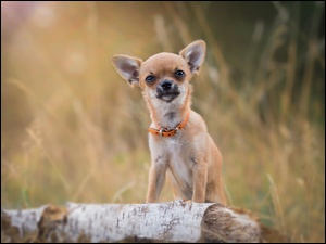 Chihuahua w obroży