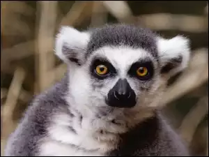 Oczy, Lemura