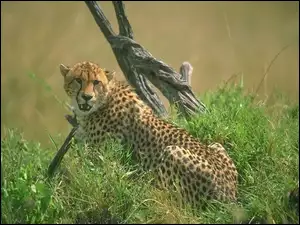 trawa, Gepard, pień