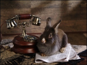 Gazeta, Króliczek, Telefon
