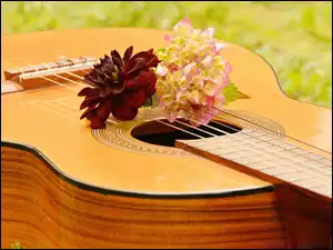 Hortensja z gitarą