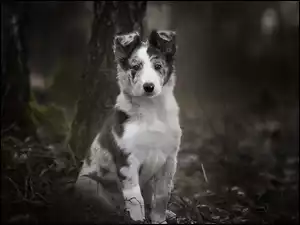 Szczeniaczek Border collie w lesie