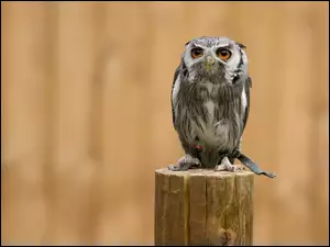 Sowa siedząca na pniu