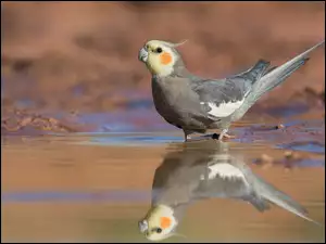 Papuga Kakadu