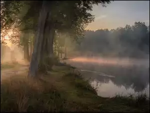 Drzewa przy drodze obok zamglonej rzeki