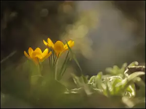 Żółte krokusy na rozmytym tle