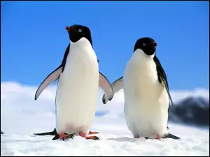 Pingwin