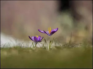 Dwa kwitnące krokusy