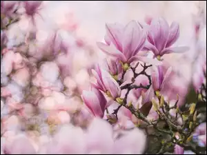 Kwiaty różowe magnolii