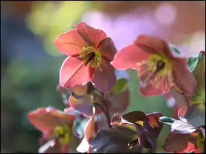 Ciemierniki w zbliżeniu