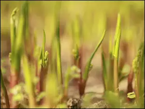 Konwalie majowe w pąkach