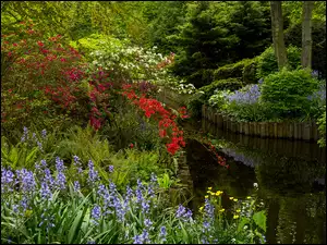 Park Campanula Keukenhof