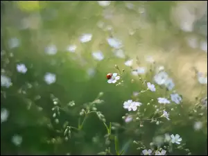 Biedronka na białych kwiatach