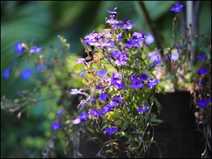 Lobelia w świetle