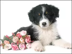 Szczeniaczek Border collie obok bukietu róż