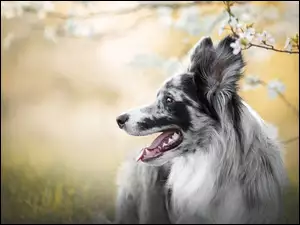 Border collie o umaszczeniu Blue-merle przy gałązce